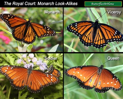 Are monarchs all female?