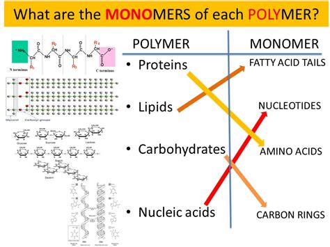 Are monomers toxic?