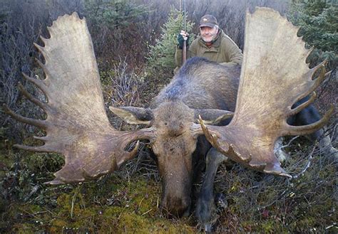 Are moose bigger in Canada?