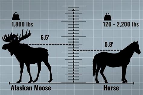 Are moose bigger than tigers?