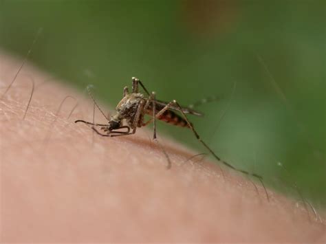 Are mosquitoes attracted to clean or dirty?