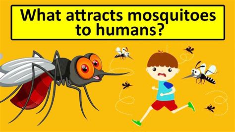 Are mosquitoes attracted to sick people?