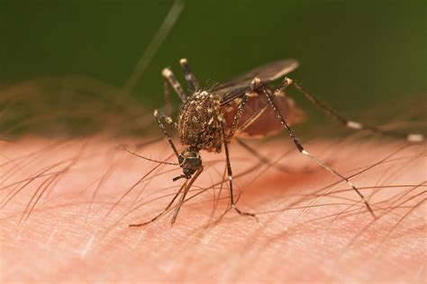 Are mosquitoes evil?