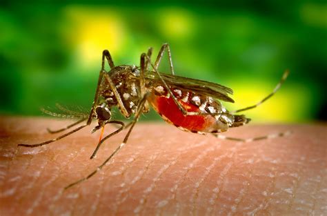Are mosquitoes parasites or predators?