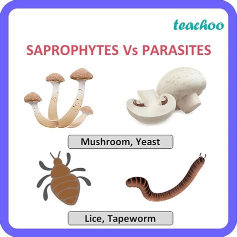 Are mosquitoes parasitic or Saprophytic?