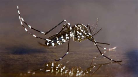 Are mosquitoes poisonous?