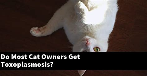 Are most cat owners immune to toxoplasmosis?