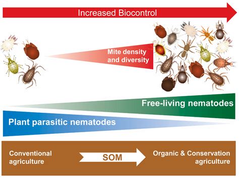 Are most mites free living?