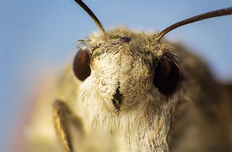 Are moths aggressive?