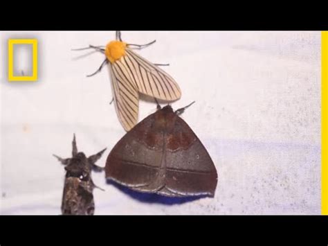 Are moths blind in the dark?