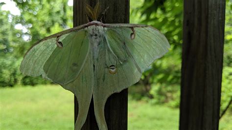 Are moths smart?