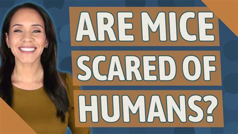 Are mouse scared of humans?