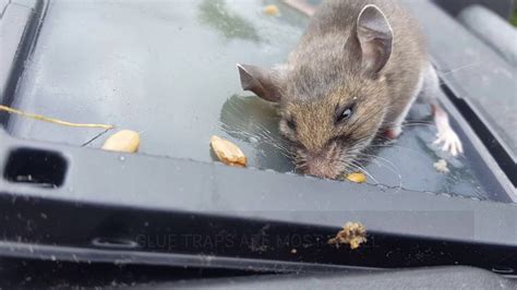 Are mouse traps cruel?