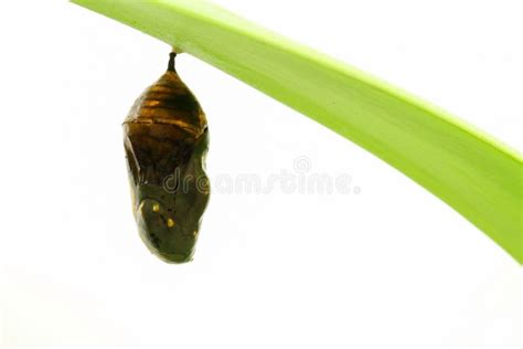 Are my cocoon dead?