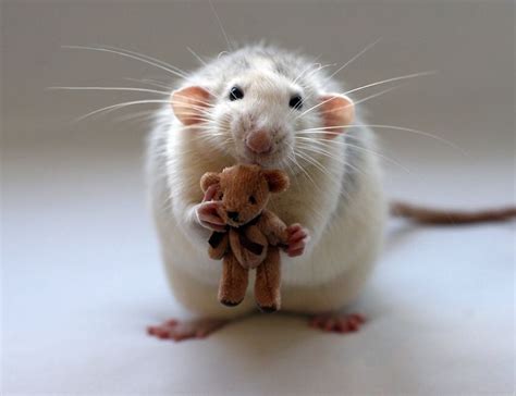 Are my pet mice happy?