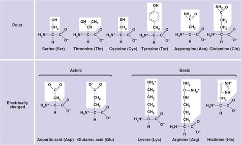 Are nucleic acids polar?