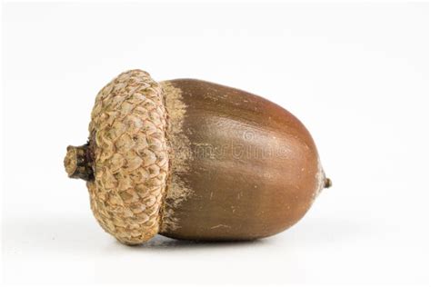 Are oak seeds acorns?