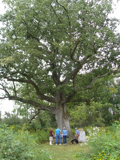 Are oak trees sacred?