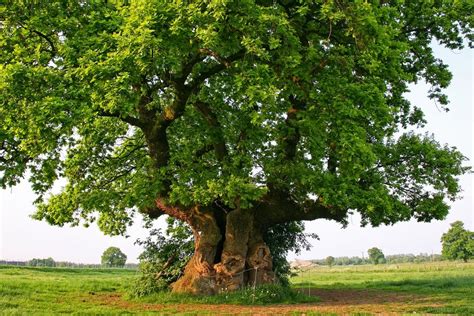 Are oaks in Europe?