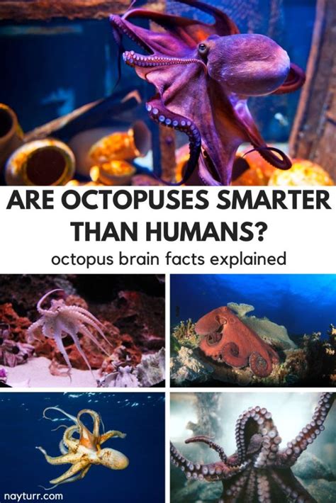 Are octopus smarter than humans?