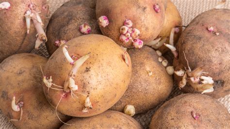 Are old potatoes good to eat?