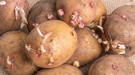 Are old potatoes safe to eat?