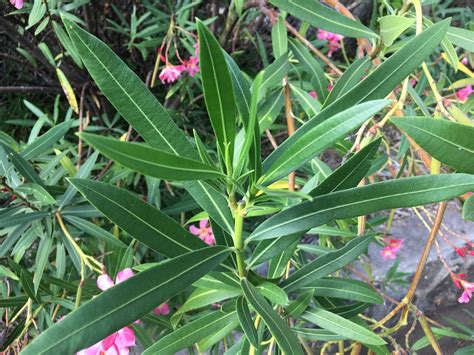 Are oleander leaves edible?