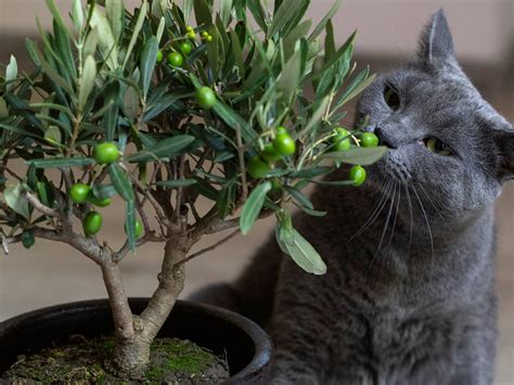 Are olive trees toxic to cats?