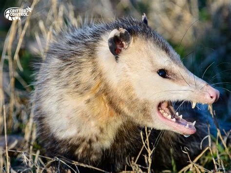 Are opossums clean?