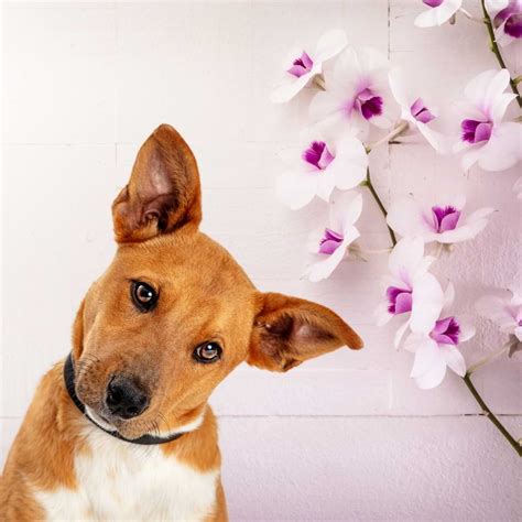 Are orchids toxic to dogs?