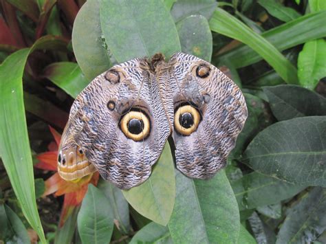 Are owl butterflies real?