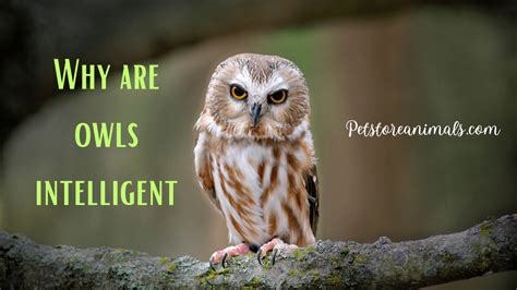 Are owls intelligent?