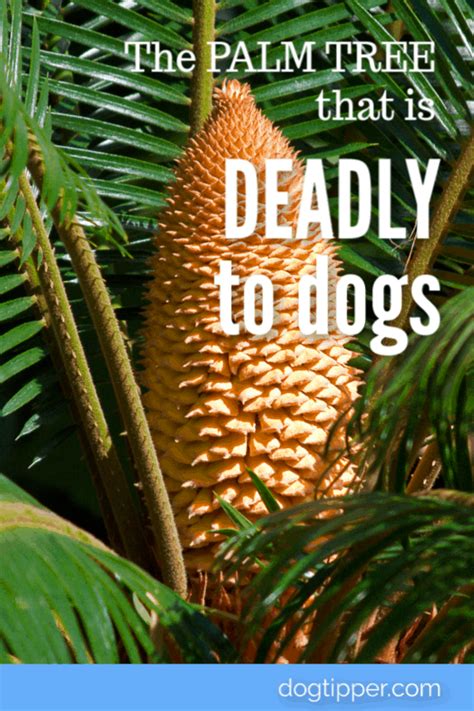 Are palms toxic to dogs?