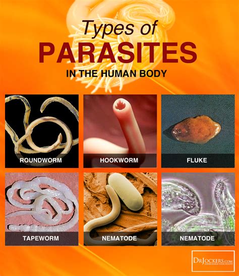 Are parasites common in pork?