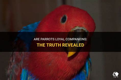 Are parrots loyal?