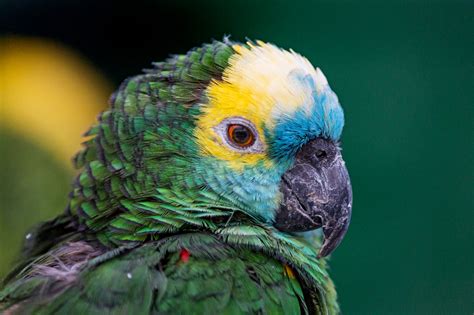 Are parrots smart?