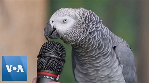 Are parrots smart enough to talk?