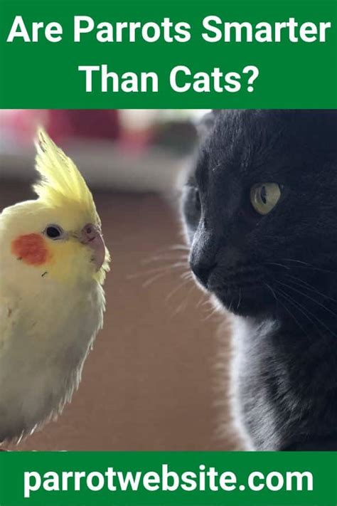 Are parrots smarter than cats?