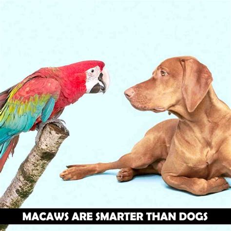 Are parrots smarter than dogs?