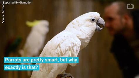 Are parrots smarter than pigeons?