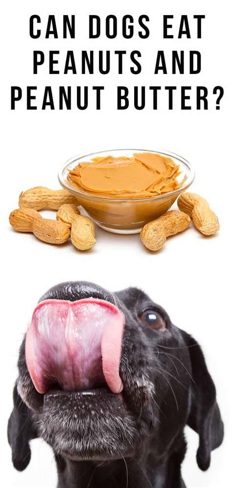 Are peanuts bad for dogs?