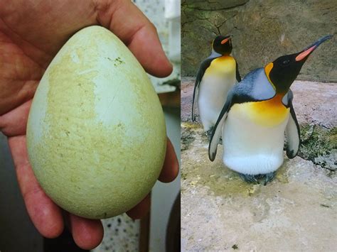 Are penguin eggs edible?