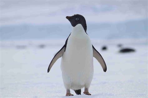 Are penguins endangered?