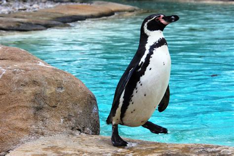 Are penguins happy in zoos?