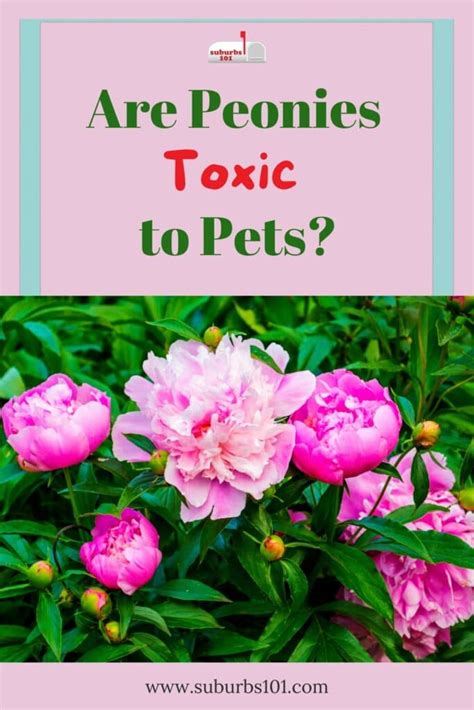 Are peonies toxic to dogs?