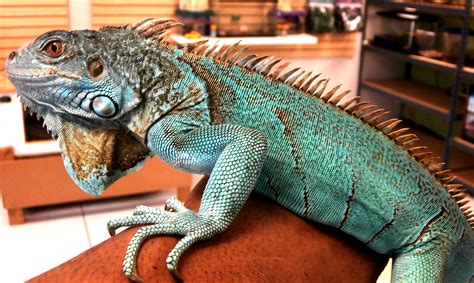 Are pet iguanas nice?