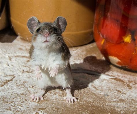 Are pet mice dirty?
