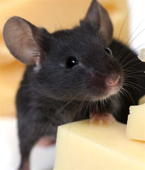 Are pet mice fast?