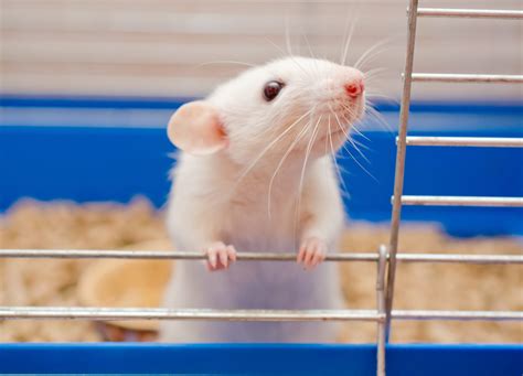 Are pet mice smart?