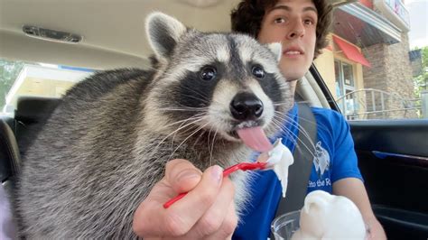 Are pet racoons legal in Toronto?